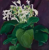Jane Peterson, White Hosta, oil on canvas