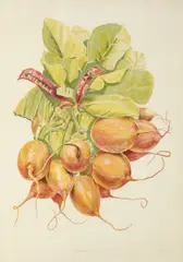 Don Nice, Radishes, 1974, Color lithograph on wove paper