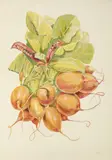 Don Nice, Radishes