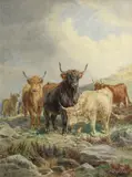 James Walsham Baldock, Highland cattle, pencil and watercolor