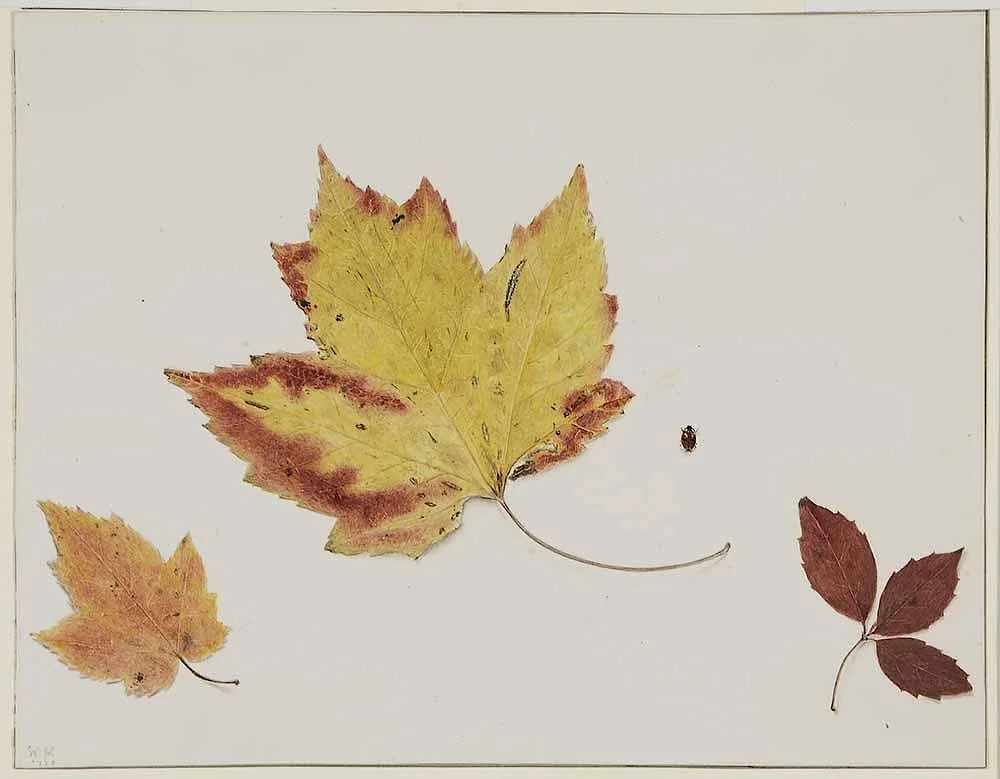 Wakeman Holberton, Studies From Nature, 1860, watercolor on paper