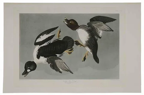 John James Audubon, Golden-Eye Duck, Plate CCCXLII, from [The Birds of America], London, 1827-1838, handcolored engraving with etching and aquatint on wove paper with watermark for "J. Whatman/1836"