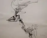 Barrie Cooke, Elk Skeleton 1, Charcoal