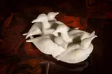 Oisín Kelly, Ducks, Terracotta