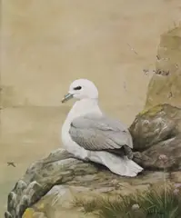 Julian Friers, Falmor Gull, Mixed media