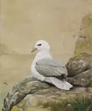 Julian Friers, Falmor Gull, Mixed media