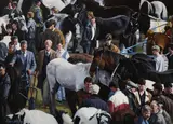 Fergus Lyons, Ballinasloe Horse Fair, Oil on canvas laid on board