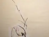 Mary Fitzgerald, Series 6, Oil and charcoal on paper