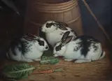 William Taylor, Rabbits, Oil on canvas