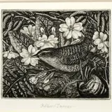 Robin Tanner, Wren And Primroses, Etching