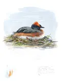 Axel Thorenfeldt, Horndykker (2023) SOLGT, Akvarell og gouache