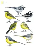 Axel Thorenfeldt, Erler; linerle, svartryggerle, gulerle og vintererle (2024) SOLGT, Akvarell og gouache