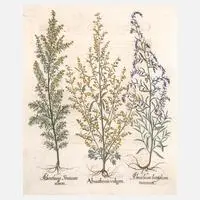Basil Besler, Blatt aus "Hortus Eystettensis", Kupferstich auf gröberem Bütten