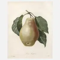 Pierre-Joseph Redouté, "Poire Tarquin", Farbradierung