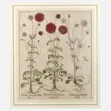 Basil Besler, Skabiosen aus Hortus Eystettensis, Kupferstich auf gröberem Bütten