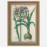 Johann Theodor de Bry, Narzissen, Kupferstich auf Bütten
