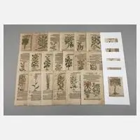 Hieronymus Bock, Sammlung Pflanzendarstellungen, Holzstiche und Buchdruck auf Bütten
