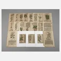 Hieronymus Bock, Sammlung Pflanzendarstellungen, Holzstiche und Buchdruck auf Bütten