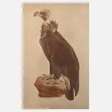 Susemihl, »Der graue Geier«, Aquatinta auf Papier