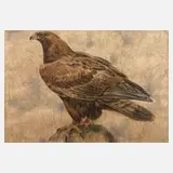 Johannes Poppen, Steinadler, Bleistiftzeichnung