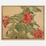 Egon von Kameke, Pelargonien, Farbholzschnitt