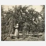 Heinrich Otto, "Der Apfelbaum", Radierung mit schöner Licht-/Schattenwirkung und dezentem Plattenton