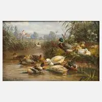 Hubert Kaplan, Enten am Teich, Ölmalerei in satter Farbigkeit