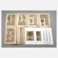 Hieronymus Bock, Sammlung Pflanzendarstellungen, Holzstiche und Buchdruck auf Bütten