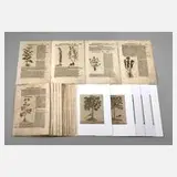 Hieronymus Bock, Sammlung Pflanzendarstellungen, Holzstiche und Buchdruck auf Bütten