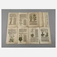 Hieronymus Bock, Sammlung Pflanzendarstellungen, Holzschnitte und Buchdruck auf Bütten