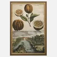 Antiker Kupferstich, Orangen und Haller-Thürlein, Kupferstich auf Bütten