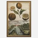 Antiker Kupferstich, Orangen und Haller-Thürlein, Kupferstich auf Bütten