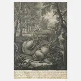 Martin Elias Ridinger, Zwei tote Hirsche im Wald, Radierung