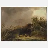 Carl Friedrich Ockert, Schwarzwild, Öl auf Leinwand