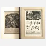 Johann Elias Ridinger, "Der Fuchs", Radierung