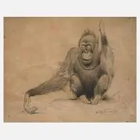 Wilhelm Kuhnert, Orang-Utan, Zeichnung