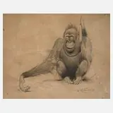 Wilhelm Kuhnert, Orang-Utan, Zeichnung
