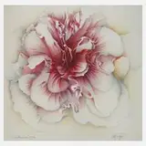 Wolfgang Fratscher, "Papillonáceae"