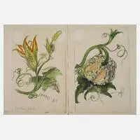 Prof. Albert Schaefer-Ast, Kürbis und Kürbisblüte, Aquarell über Bleistift