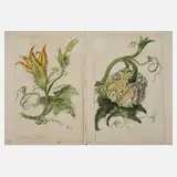 Prof. Albert Schaefer-Ast, Kürbis und Kürbisblüte, Aquarell über Bleistift