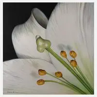 T. Jackiewicz, "White Flower", Acryl auf Leinwand