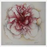 Wolfgang Fratscher, "Papilonaceae"