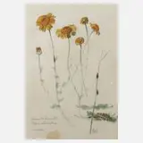 Prof. Albert Schaefer-Ast, Römische Kamille, Aquarell über Graphit