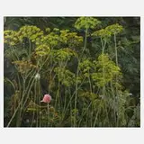 Nikolaus Störtenbecker, "Alter Dill", 1988, Öl auf Leinwand