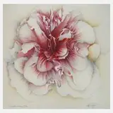 Wolfgang Fratscher, "Papillonáceae", Farboffset auf Velin