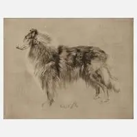 Prof. Richard Müller, "Schottischer Schäferhund", 1921, Radierung