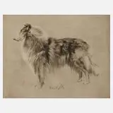 Prof. Richard Müller, "Schottischer Schäferhund", 1921, Radierung