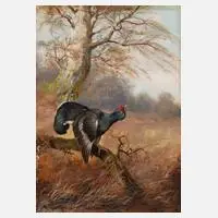 Max Hänger sen., Balzender Auerhahn, Öl auf Sperrholztafel