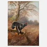 Max Hänger sen., Balzender Auerhahn, Öl auf Sperrholztafel