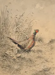 Xavier de Poret, Coq de faisan dans la campagne, pierre noire et aquarelle sur papier